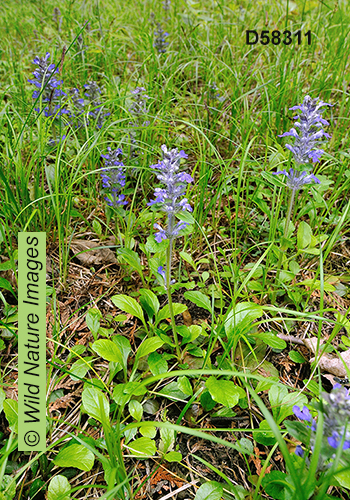 Ajuga reptans